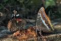 Charaxes_jasius_bx3871