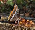 Charaxes_jasius_bx3872