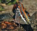 Charaxes_jasius_bx3897