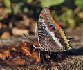 Charaxes_jasius_bx3911