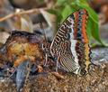 Charaxes_jasius_bx3994