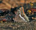 Charaxes_jasius_bx4054