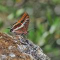 Charaxes_jasius_fe8837