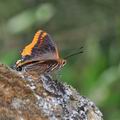 Charaxes_jasius_fe8842