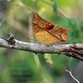 Charaxes_varanes_bb5237