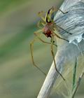 Cheiracanthium_erriaticum_ah7072