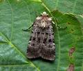 Chersotis_multangula_cv2138s