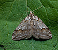 Chesias_rufata_jh3355s