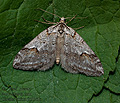 Chesias_rufata_jh3369s