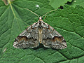 Chesias_rufata_ji4608s
