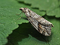Chesias_rufata_ji4672s