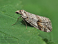 Chesias_rufata_ji4693s
