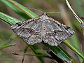 Chiasmia_aestimaria_dz1061s