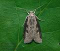 Chilodes_maritima_ct0408s