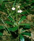 Chimaphila_umbellata_4687