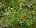 Chimaphila_umbellata_a613