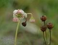 Chimaphila_umbellata_a614