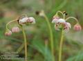 Chimaphila_umbellata_a617