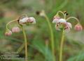 Chimaphila_umbellata_a617