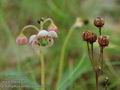 Chimaphila_umbellata_a618