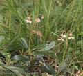 Chimaphila_umbellata_ab8611