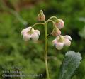 Chimaphila_umbellata_ab8617