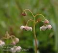 Chimaphila_umbellata_ab8629