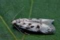 Chionodes_electella_cd8348s"