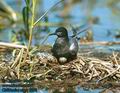 Chlidonias_niger_8050