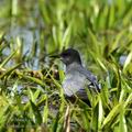 Chlidonias_niger_hd8733