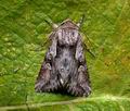 Chloantha_hyperici_cp6481s