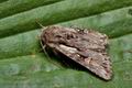 Chloantha_hyperici_ct7944s