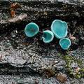 Chlorociboria_aeruginascens_al5114