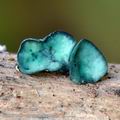 Chlorociboria aeruginascens bi4560