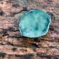 Chlorociboria aeruginascens bi4568