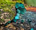 Chlorociboria_aeruginascens_jd4575