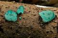 Chlorociboria_aeruginascens_jd4580