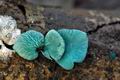 Chlorociboria_aeruginascens_jd5528