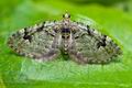 Chloroclystis_v-ata_ch7617s