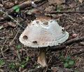 Chlorophyllum_brunneum_cr6311