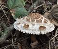 Chlorophyllum_brunneum_cr6314