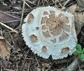 Chlorophyllum_brunneum_cr6323