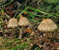 Chlorophyllum_olivieri_jf9475