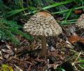 Chlorophyllum_olivieri_jf9484