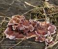 Chondrostereum_purpureum_a8958