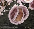 Chondrostereum_purpureum_a8960