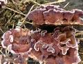 Chondrostereum_purpureum_a8966