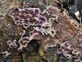 Chondrostereum_purpureum_ca6288