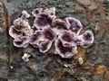 Chondrostereum_purpureum_ca6298