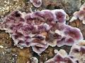 Chondrostereum_purpureum_ca6300